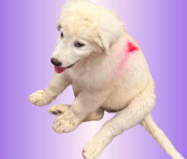 2116735018 Pippin & Electra Litter 5/26