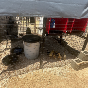 564688338 Inside Our Maremma Puppy Program