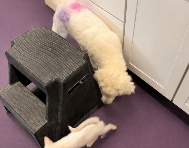 1445727165 Pippin & Nova Litter 5/26