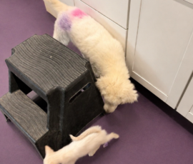 4004915154 Pippin & Nova Litter 5/26