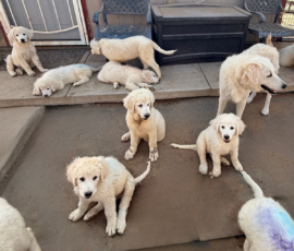 2191211428 Pippin & Nova Litter 5/26