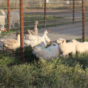 2445439943 Inside Our Maremma Puppy Program