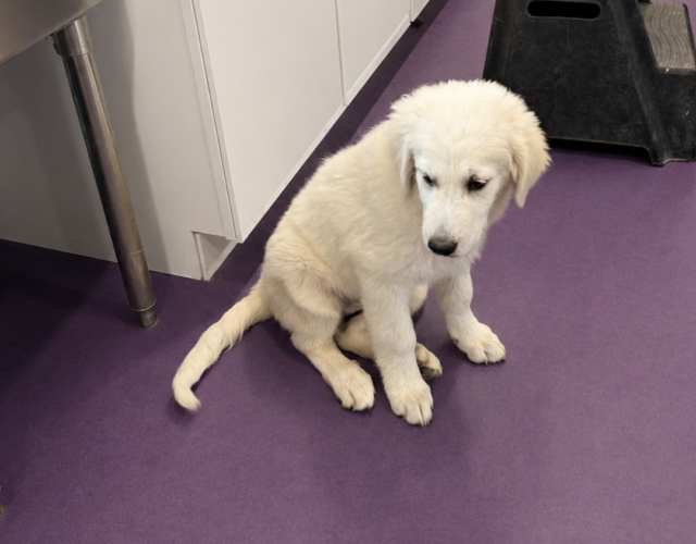 2244957462 Pippin & Nova Litter 5/26
