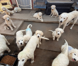 4015280908 Pippin & Nova Litter 5/26