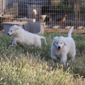 1267739782 Inside Our Maremma Puppy Program