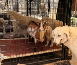 1626551695 Pippin & Nova Litter 5/26