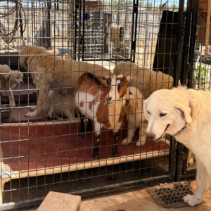 2070008786 Inside Our Maremma Puppy Program