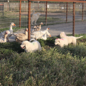 2917363107 Inside Our Maremma Puppy Program