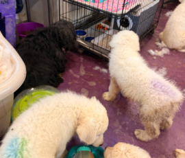 1630076887 Pippin & Nova Litter 5/26