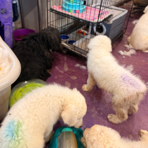 3049246242 Inside Our Maremma Puppy Program