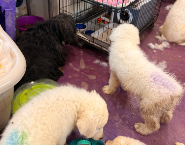 753827696 Available Maremma Puppies