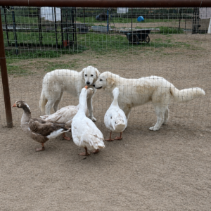2038793855 Inside Our Maremma Puppy Program