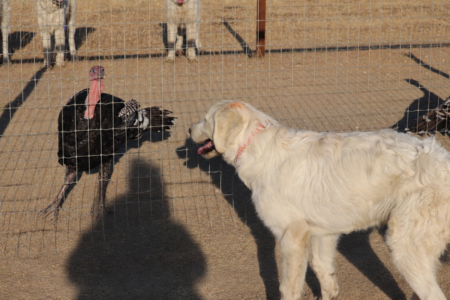 3812016593 Inside Our Maremma Puppy Program