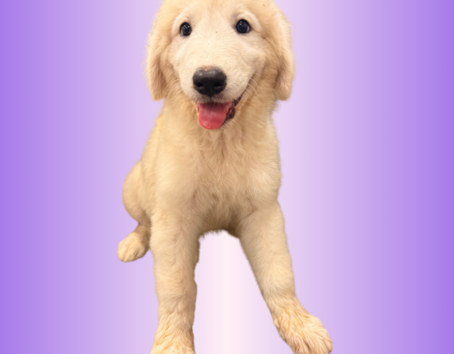 1017641102 Available Maremma Puppies