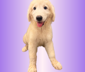 793770007 Pippin & Electra Litter 5/26