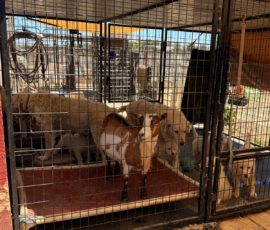 3447204230 Pippin & Nova Litter 5/26