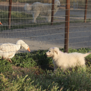 1012560284 Inside Our Maremma Puppy Program