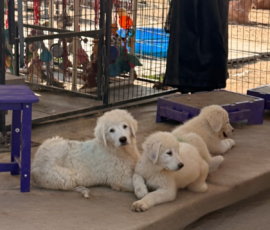 300726665 Pippin & Nova Litter 5/26