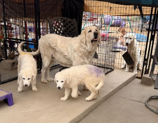 3221072258 Pippin & Nova Litter 5/26