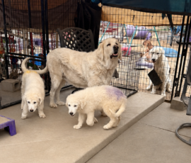 3377730691 Pippin & Nova Litter 5/26