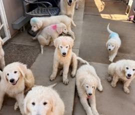 2204248365 Pippin & Nova Litter 5/26