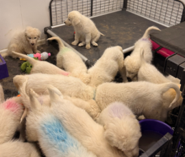 2561045209 Pippin & Nova Litter 5/26