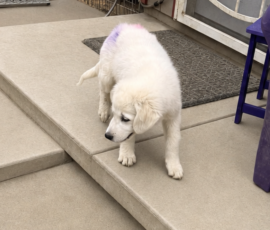652400209 Pippin & Nova Litter 5/26