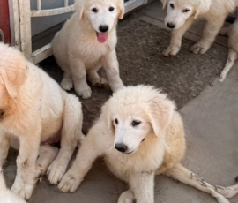 392563651 Pippin & Nova Litter 5/26