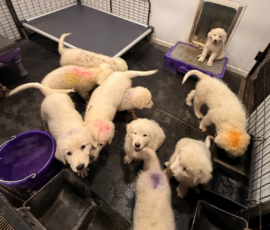 1608191996 Pippin & Nova Litter 5/26