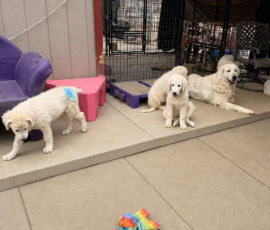 1581386758 Pippin & Nova Litter 5/26