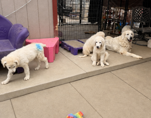2887666512 Pippin & Nova Litter 5/26