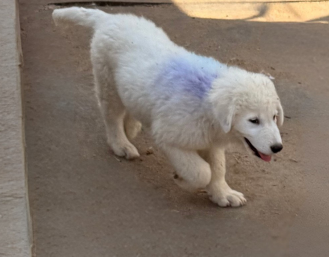 2021069304 Available Maremma Puppies