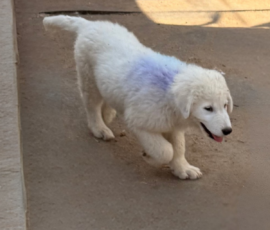2736365900 Pippin & Electra Litter 5/26