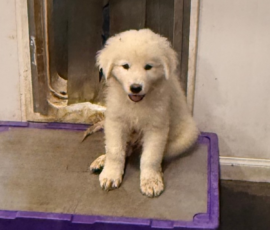 4149272575 Pippin & Electra Litter 5/26