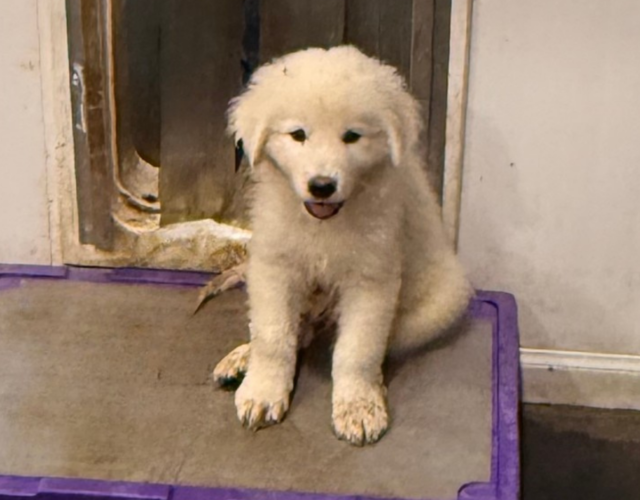 552896734 Available Maremma Puppies