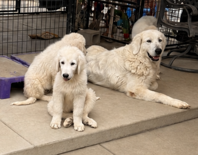 2743058367 Pippin & Nova Litter 5/26