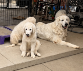 555719811 Pippin & Nova Litter 5/26