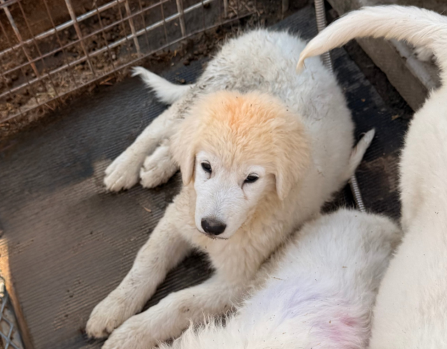 2787007637 Available Maremma Puppies