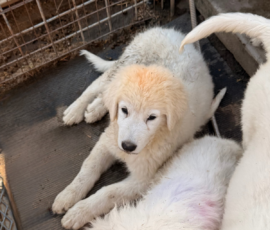 3983993643 Pippin & Marisa Litter 5/26