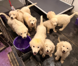 2869470268 Pippin & Nova Litter 5/26