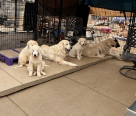 3592751265 Pippin & Nova Litter 5/26