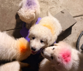 2136527975 Pippin & Nova Litter 5/26