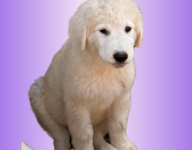 3381188009 Available Maremma Puppies