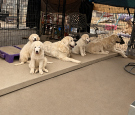 4232596291 Pippin & Nova Litter 5/26