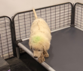 83702309 Pippin & Marisa Litter 5/26