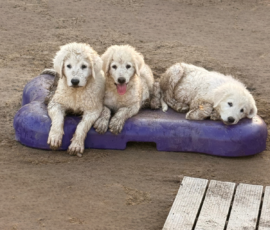 2963775194 Pippin & Nova Litter 5/26