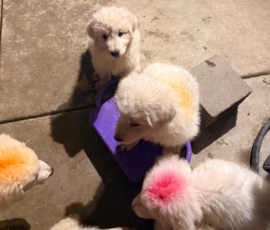 1903949253 Pippin & Nova Litter 5/26