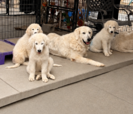 121737046 Pippin & Nova Litter 5/26