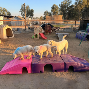 1448579352 Inside Our Maremma Puppy Program