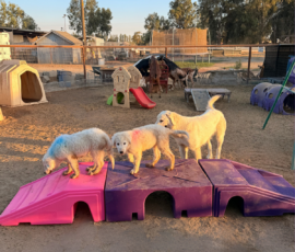 4088443171 Pippin & Electra Litter 5/26